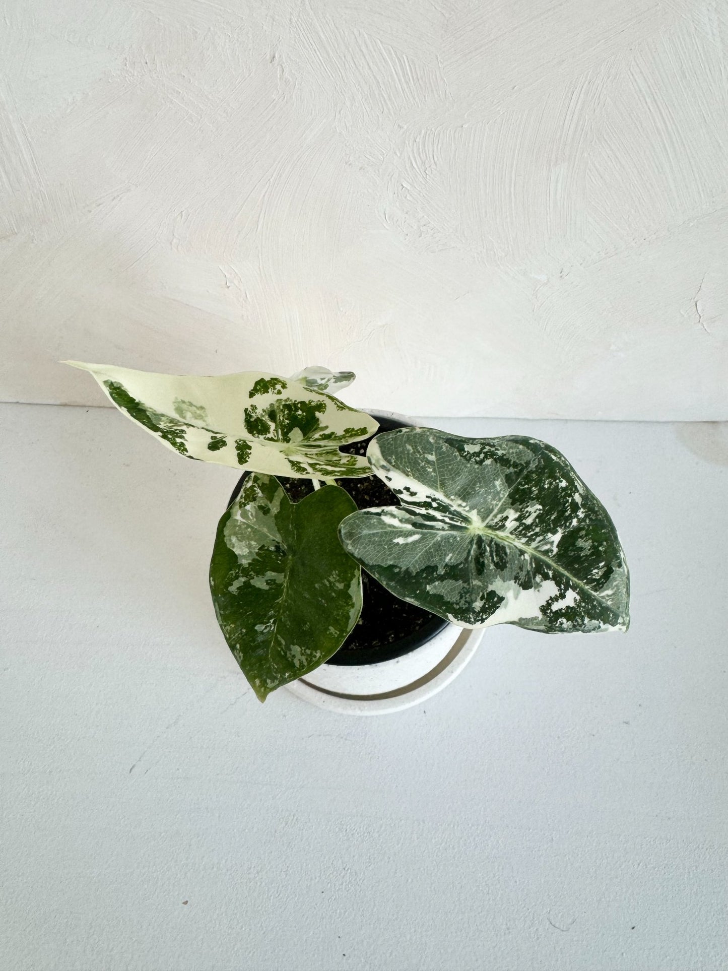 Alocasia Frydek Variegated