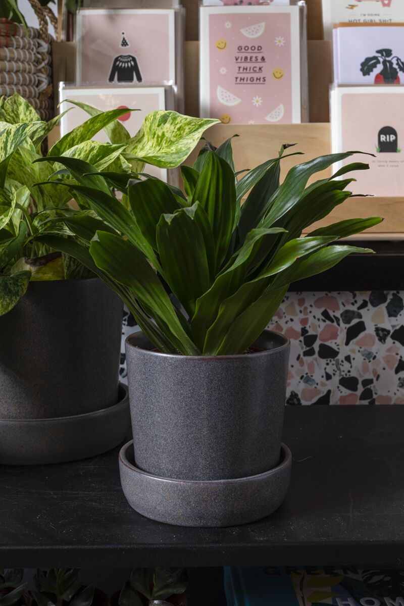 Watson Pot