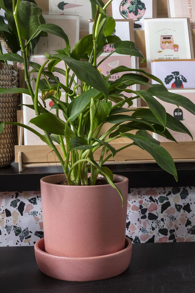 Watson Pot