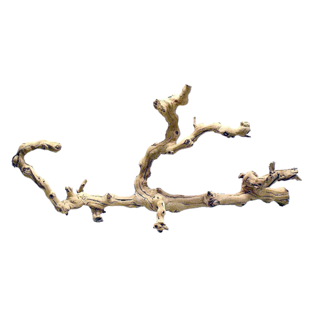 Grapewood Branch