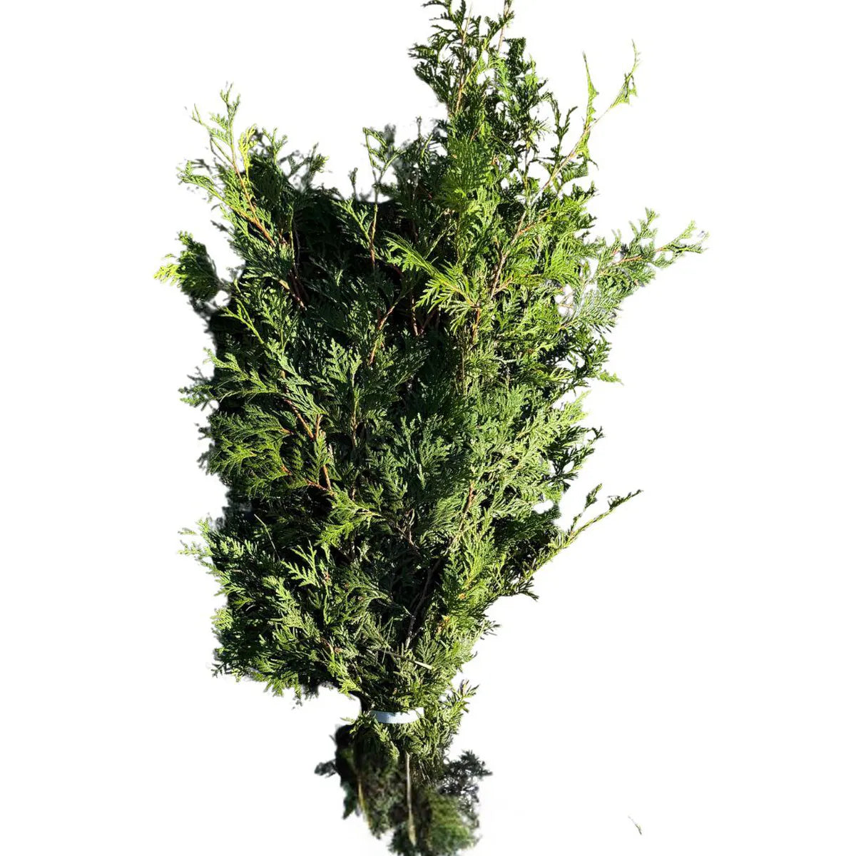 SMALL ONTARIO CEDAR