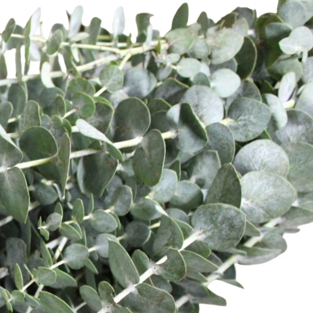 Fresh Baby Blue Eucalyptus