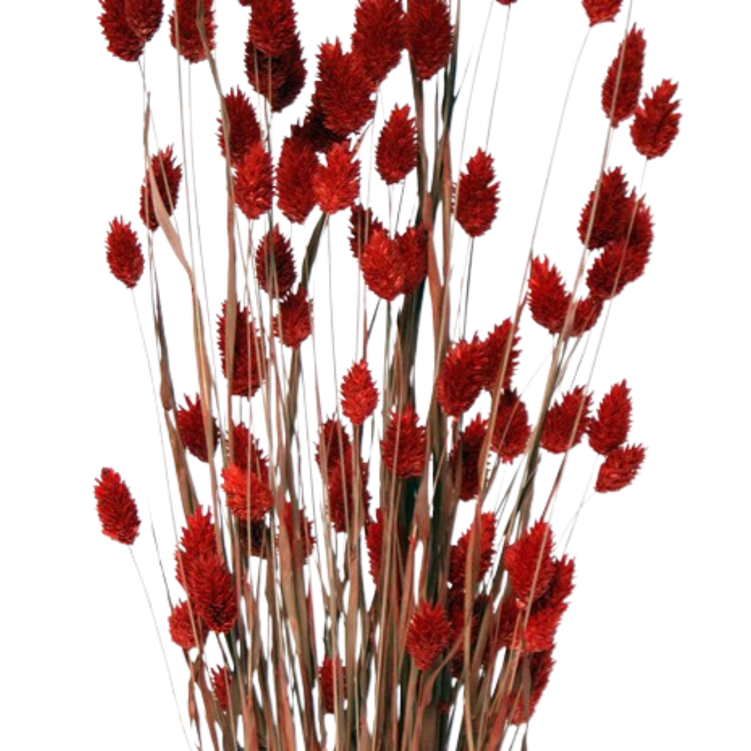 Dried Phalaris