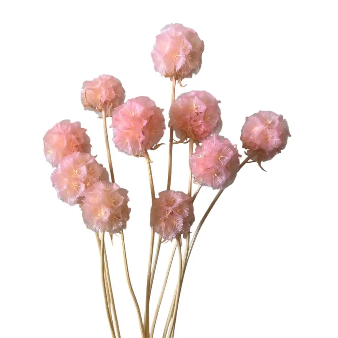 Scabiosa Preserved Ball Flowers