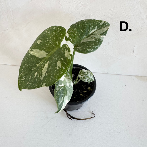 Monstera Thai Constellation