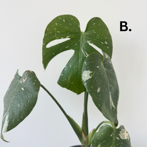 Monstera Thai Constellation