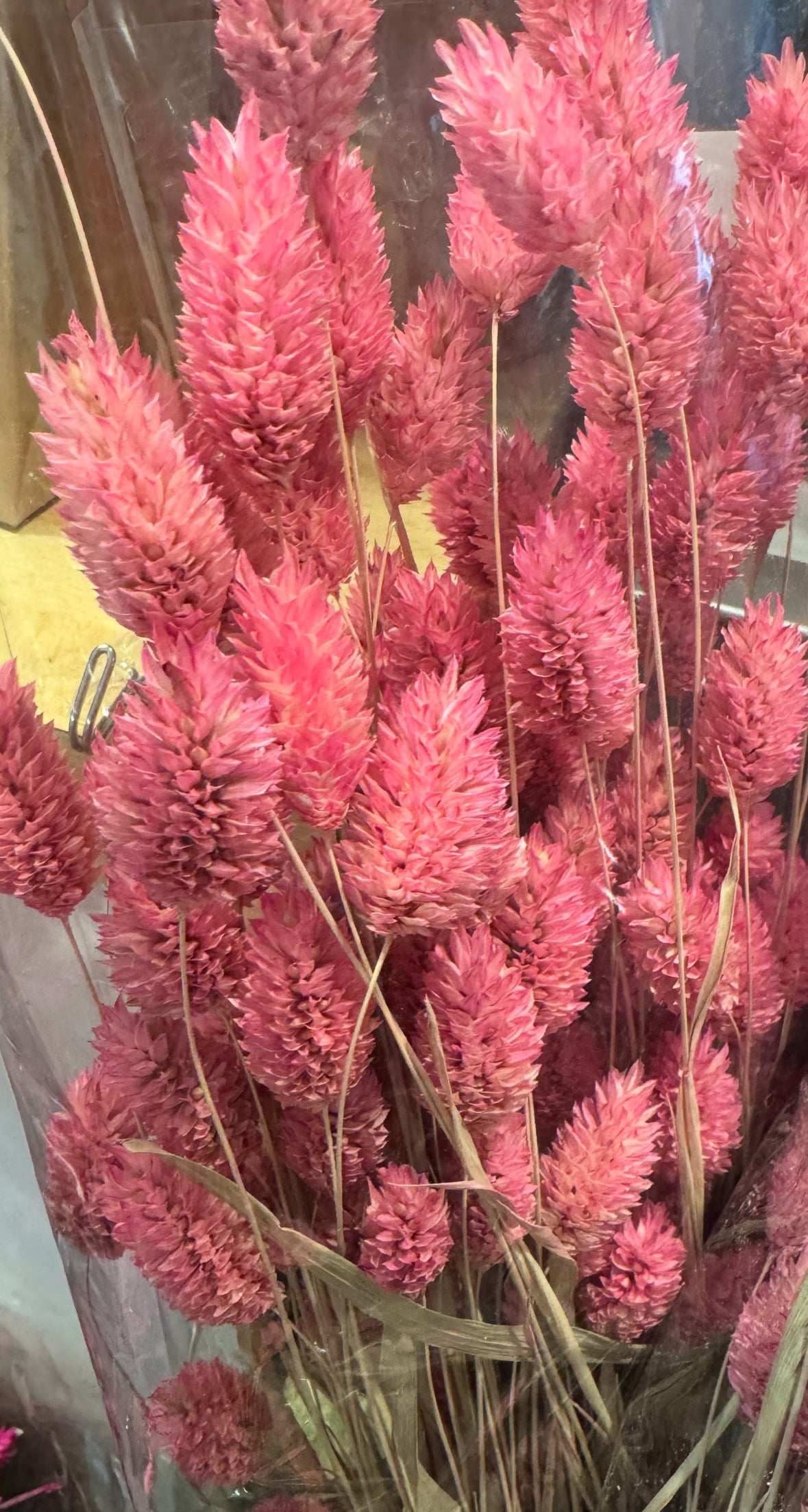 Pink Dried Phalaris