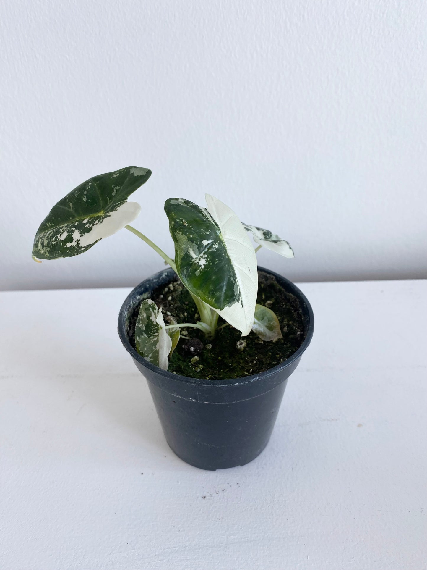 Alocasia Frydek Variegated