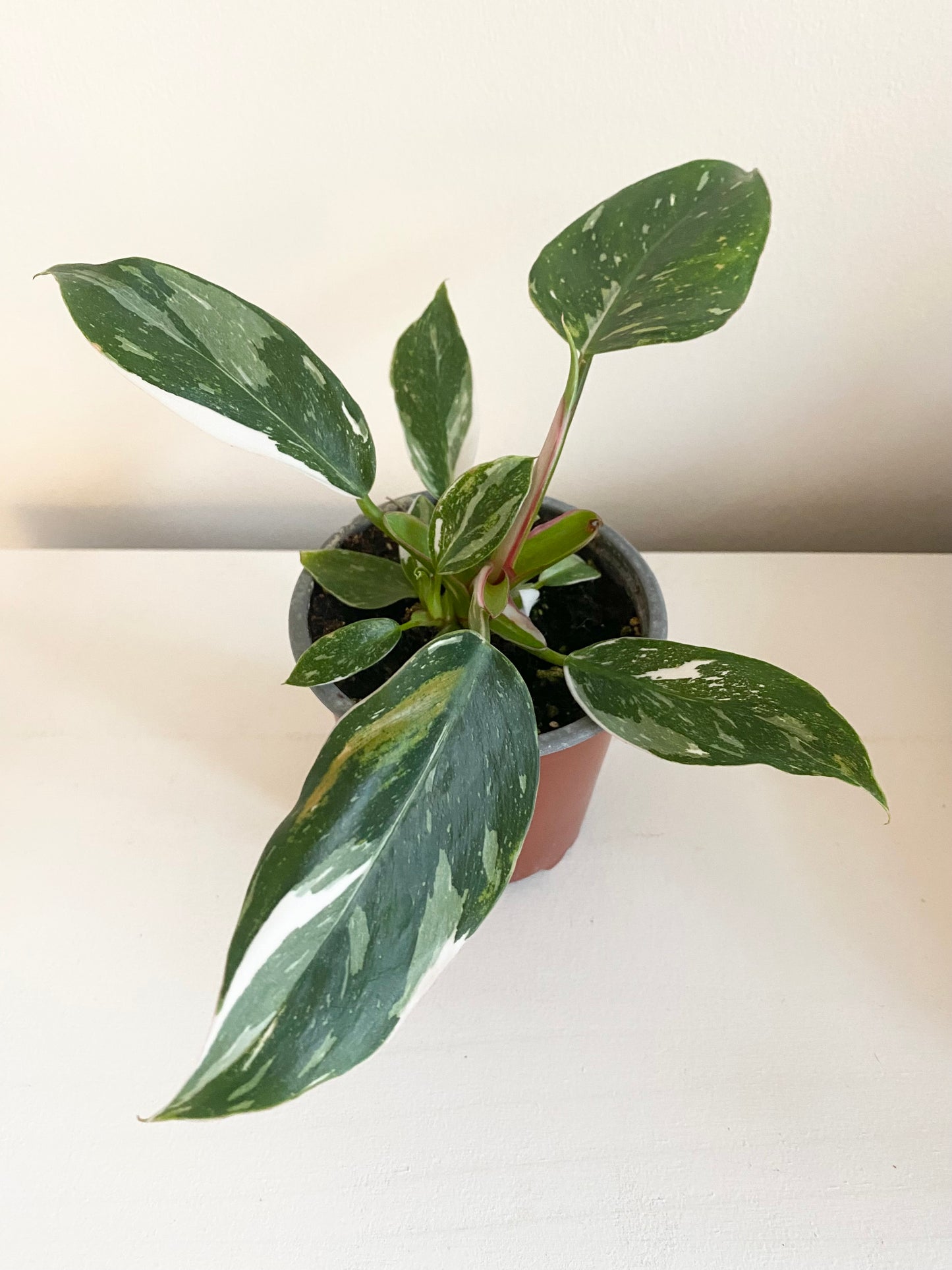 Philodendron White Princess