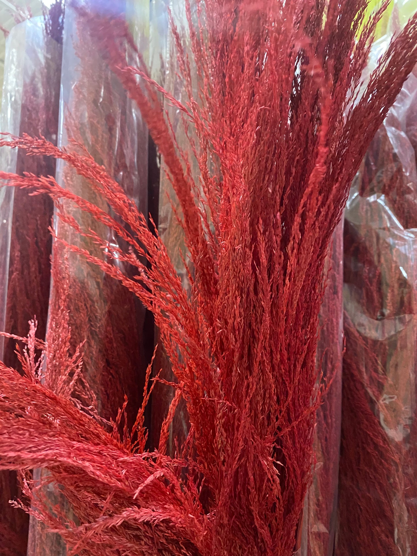 UVA Stalks 3 stems | Amazon Tall Pampas Grass