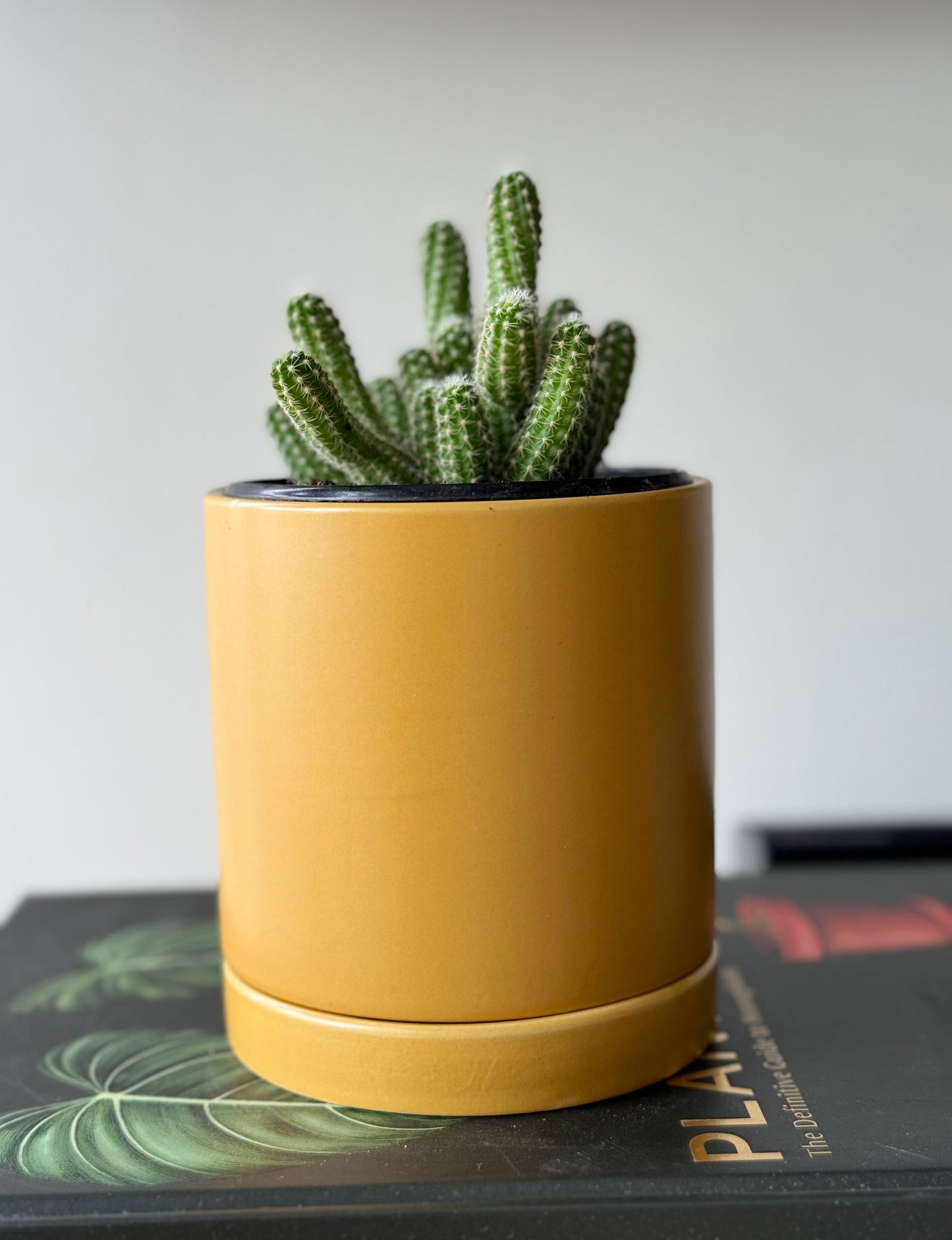Romey Pot - Ceramic Planter with Saucer