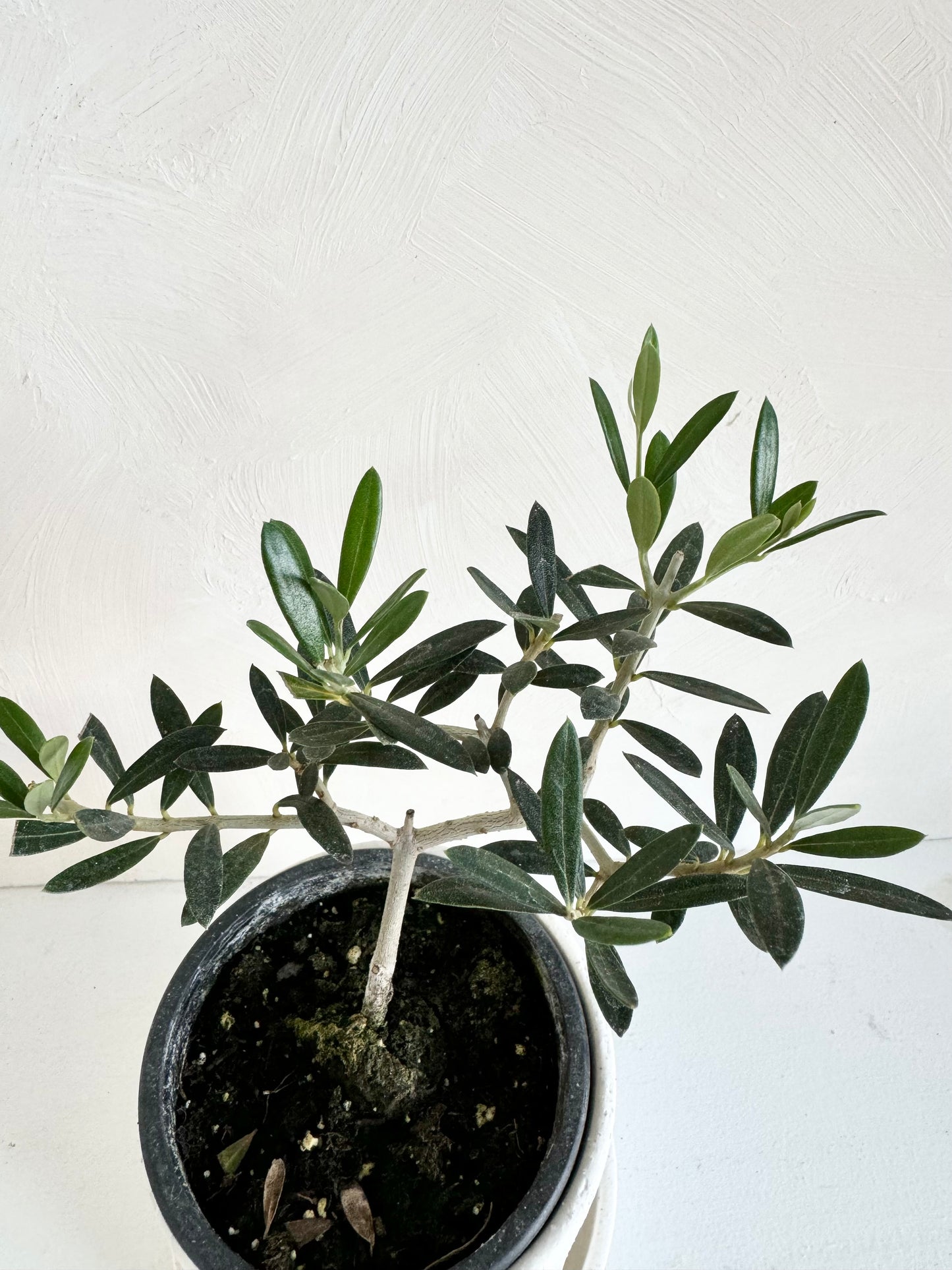 Olive Plant 3.5"