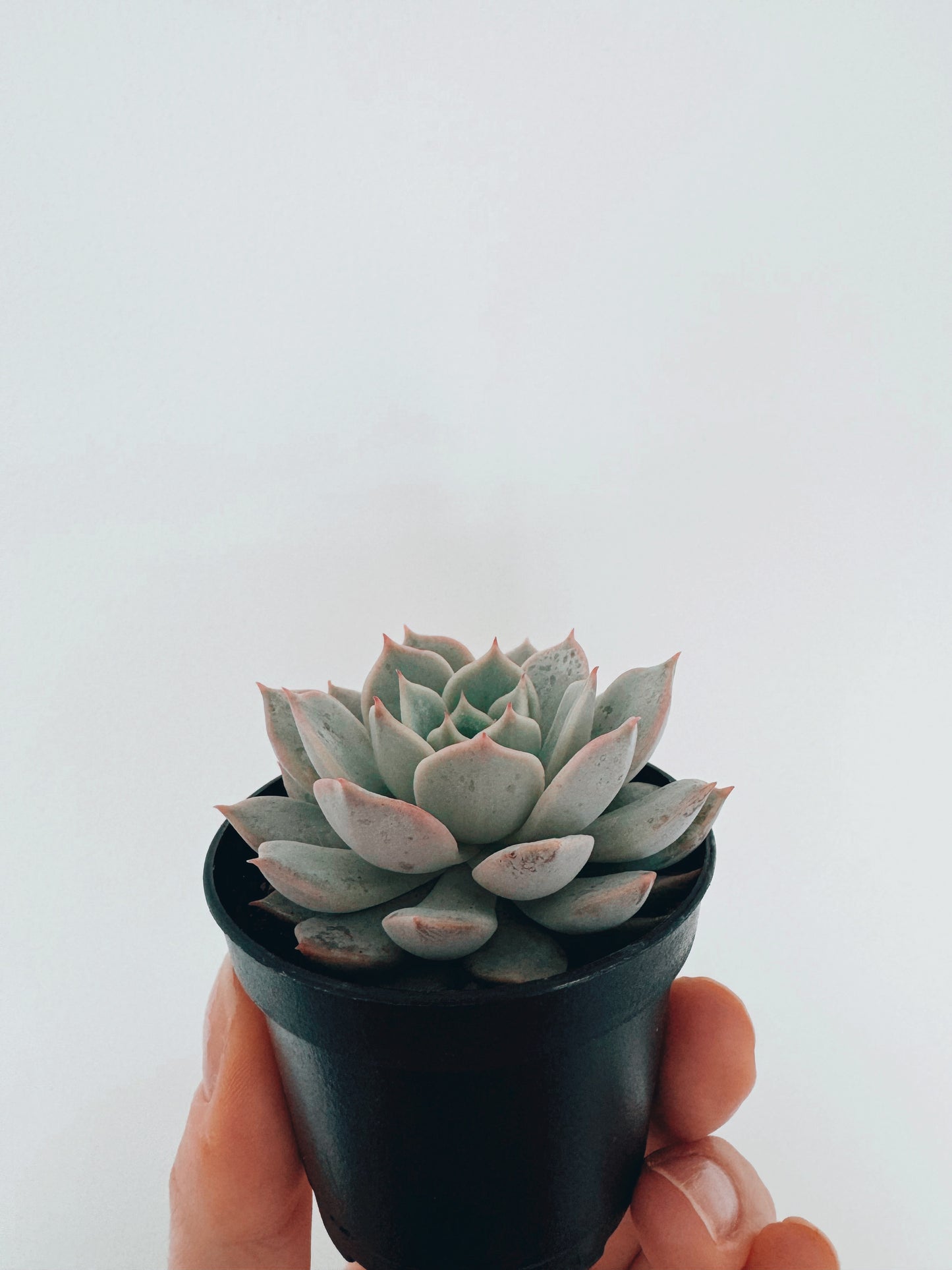 Echeveria Chihuahuaensis Succulent