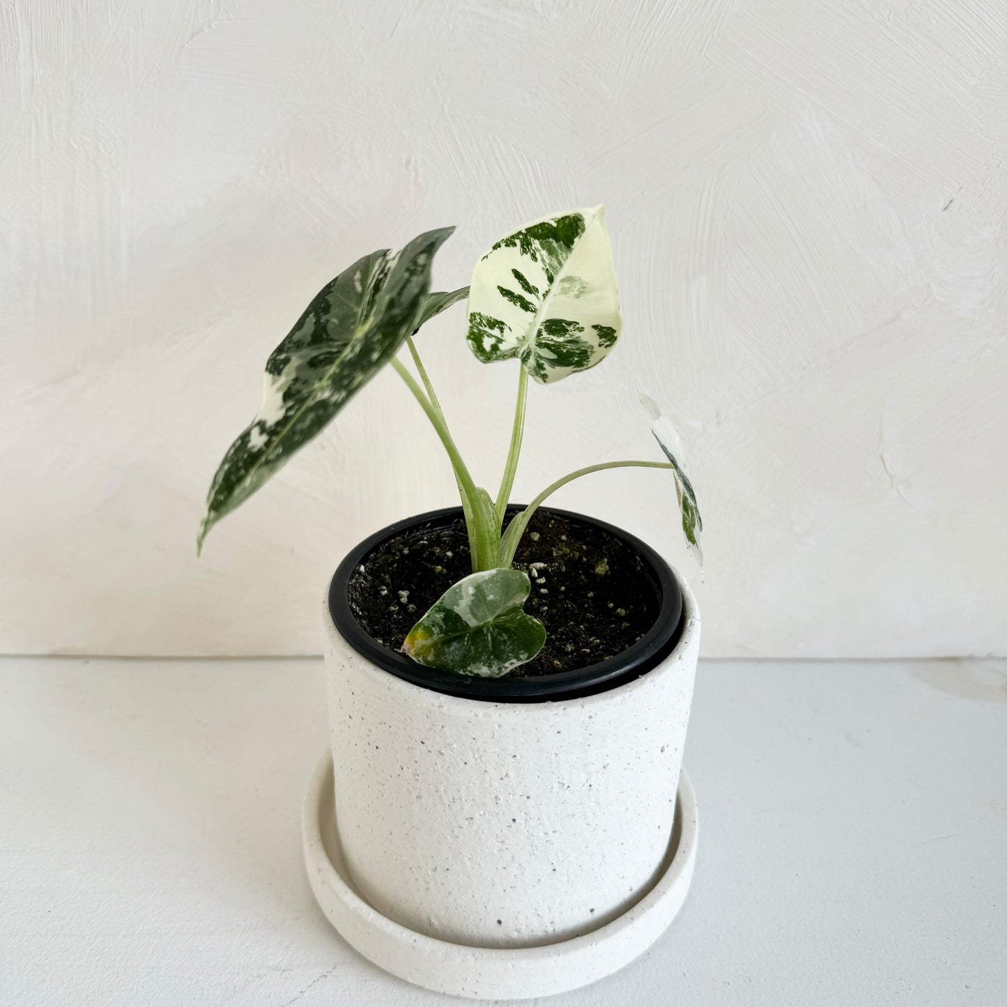 Alocasia Frydek Variegated