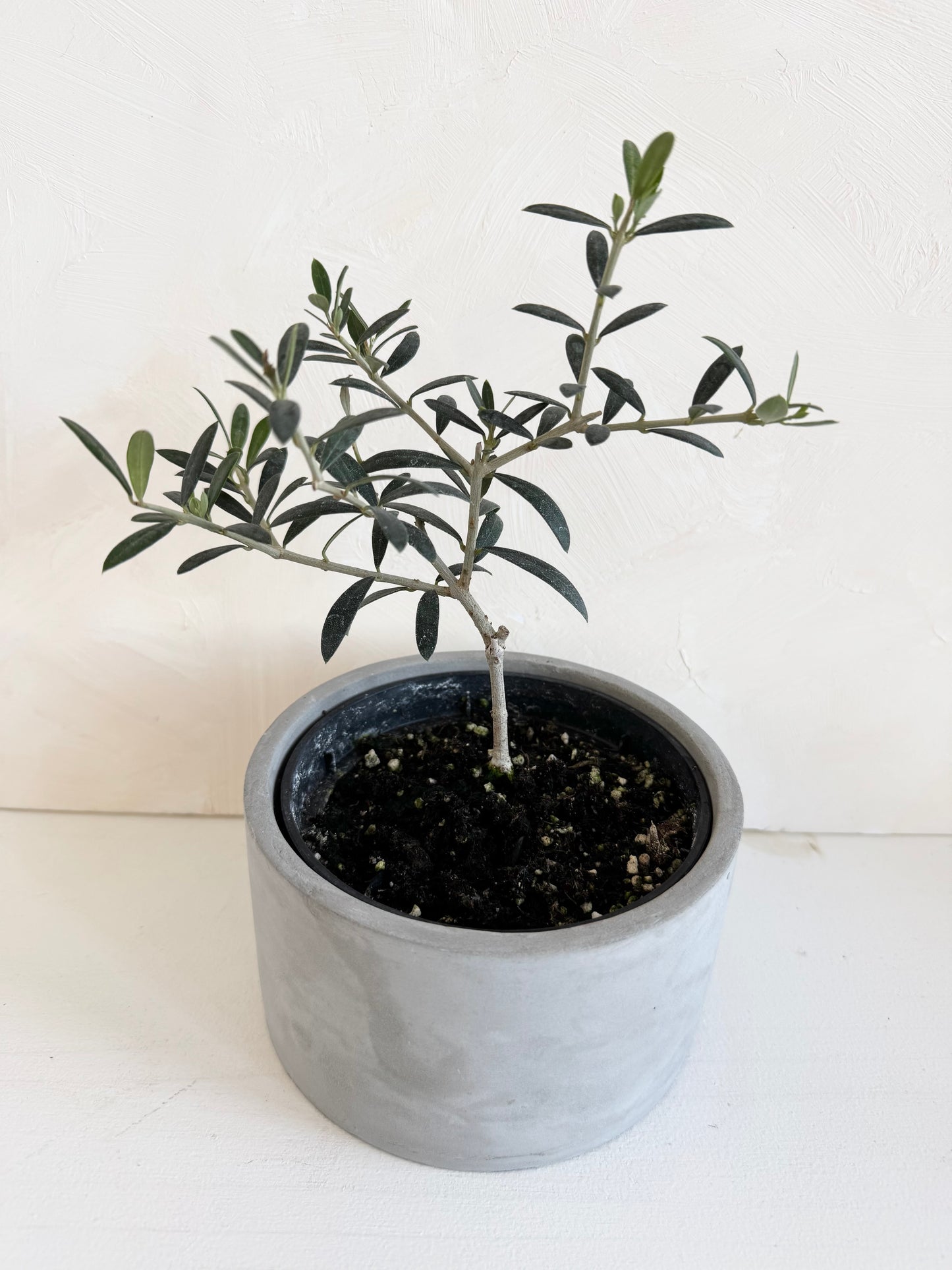 Mini Olive Tree in 5" Concrete Pot