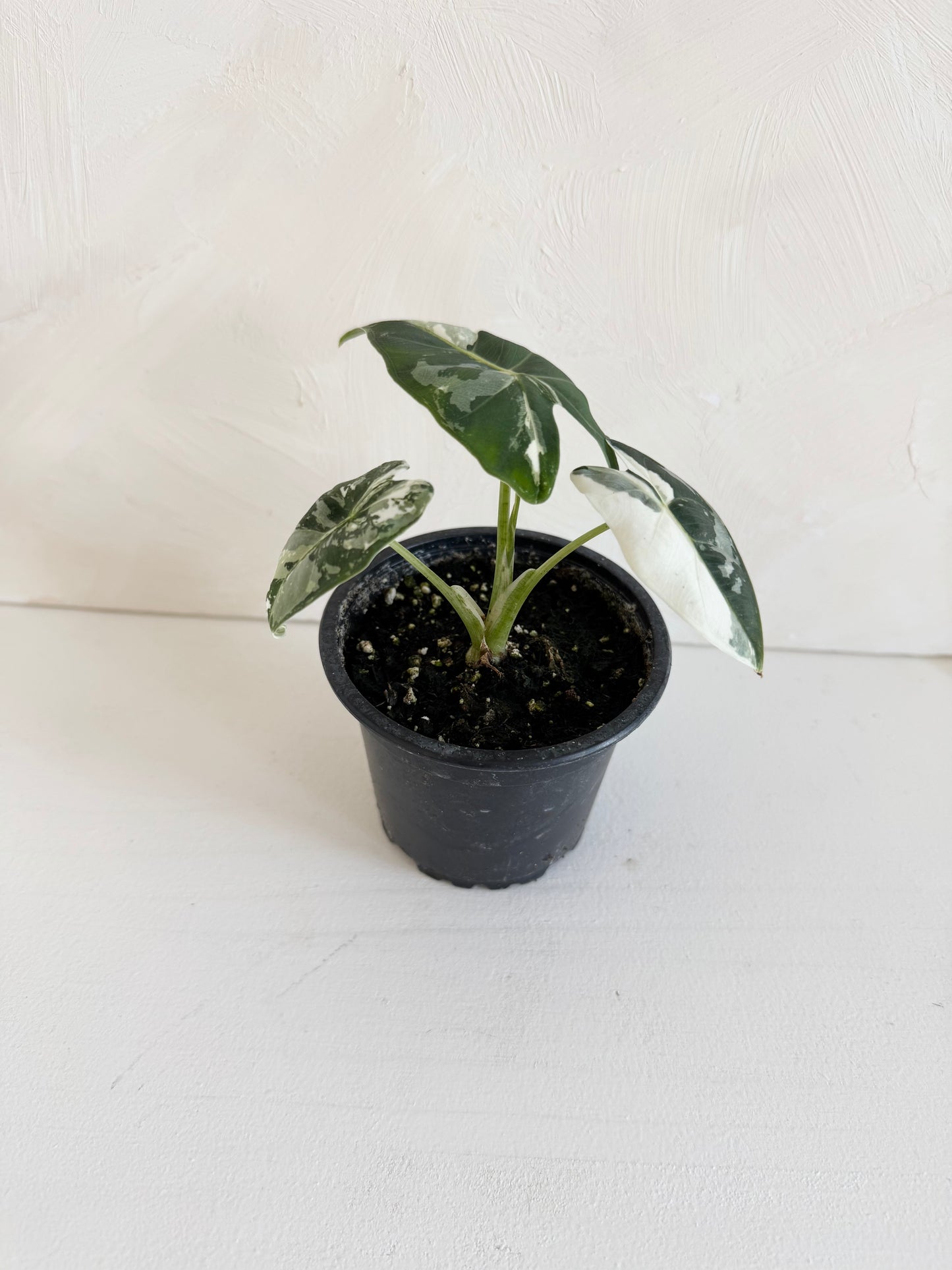 Alocasia Frydek Variegated