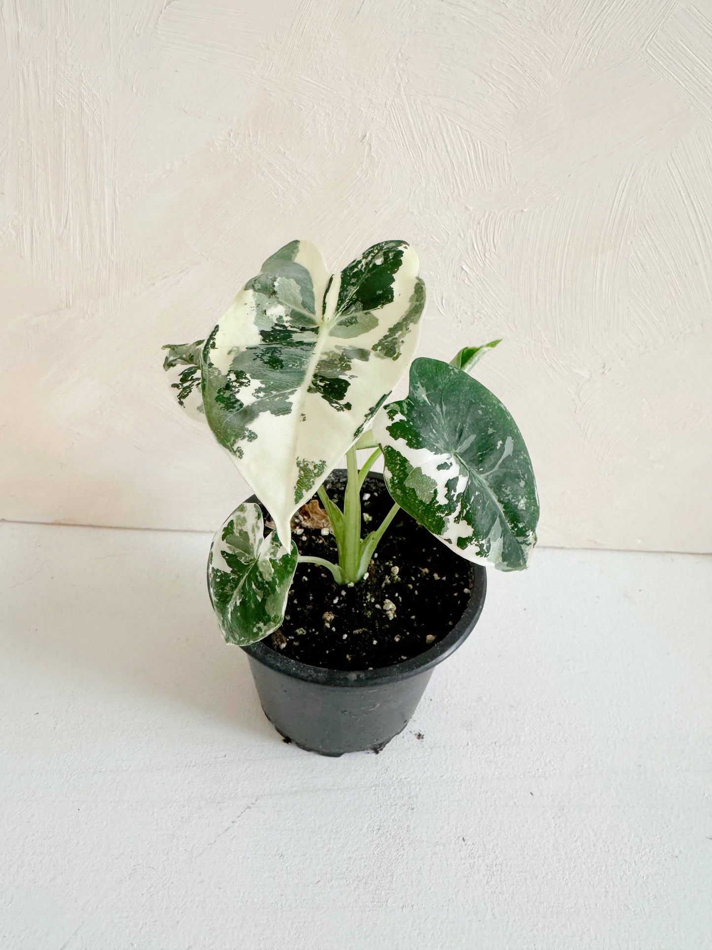 Alocasia Frydek Variegated