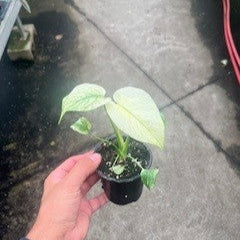 Monstera White Monster