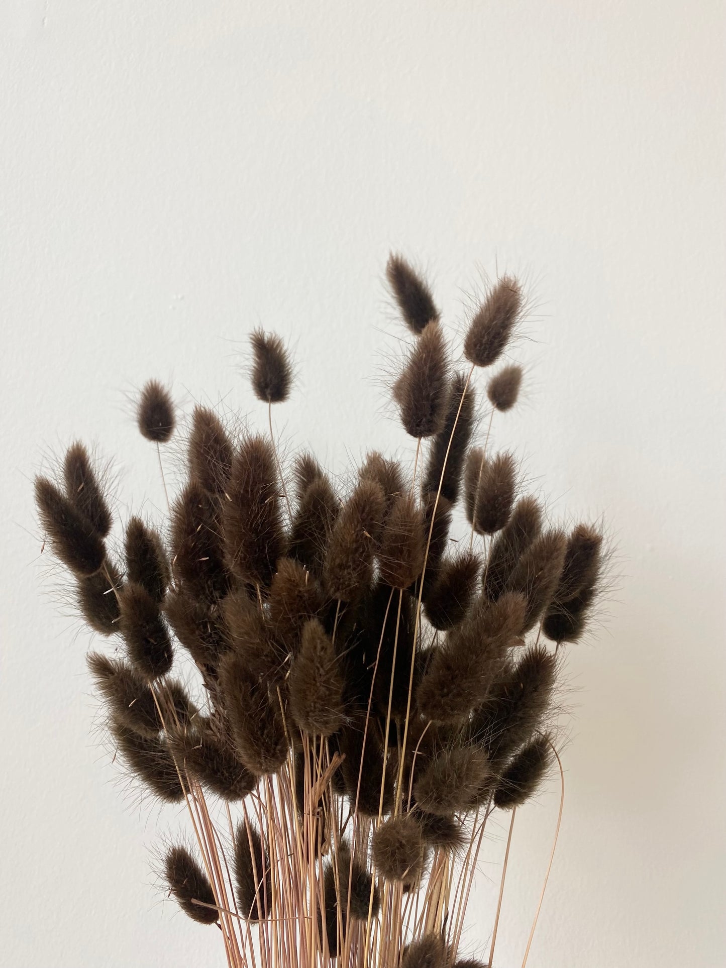 Dark Brown Bunny Tails | Dried Lagurus