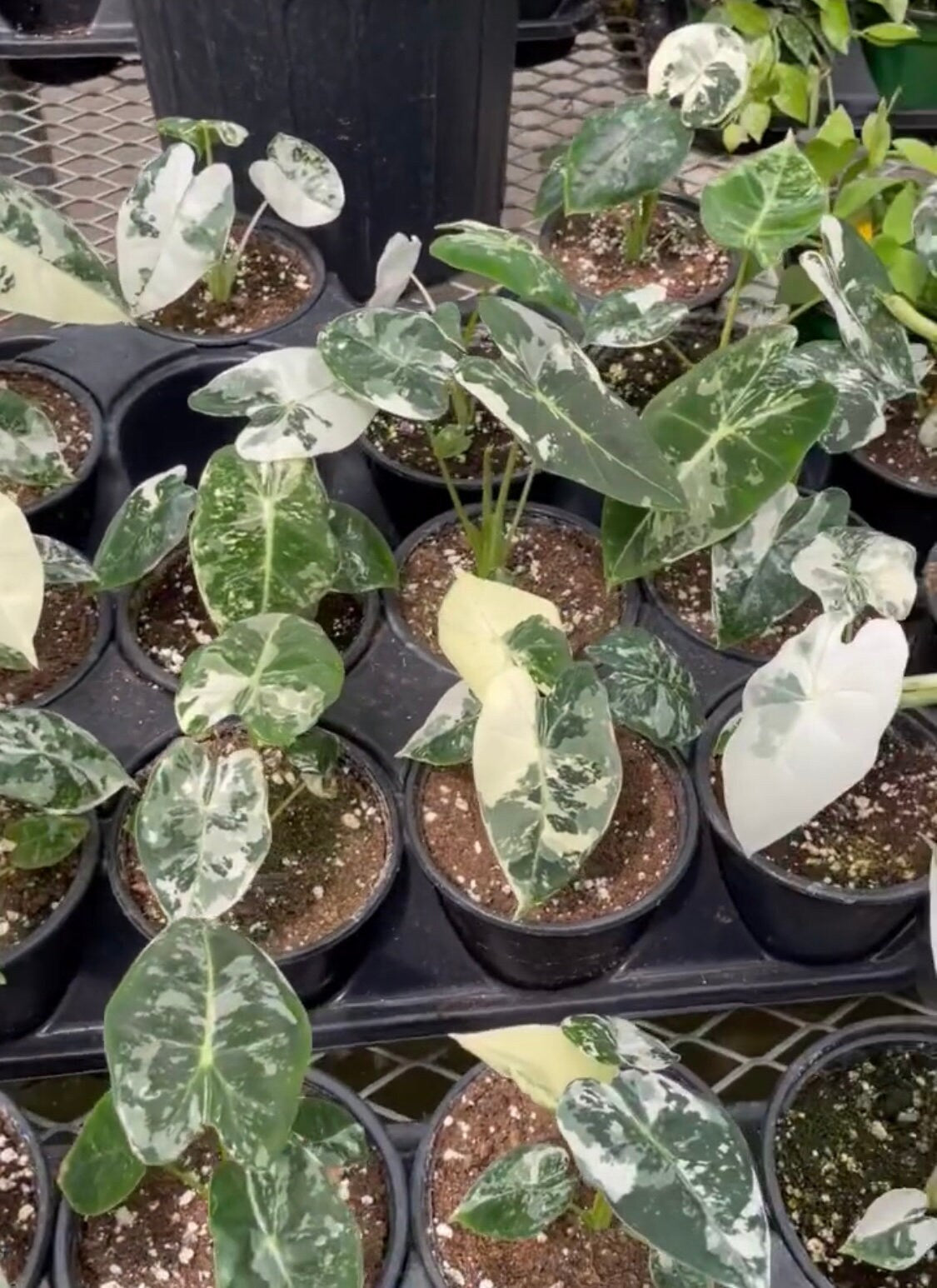 Alocasia Frydek Variegated