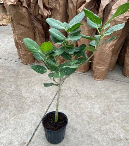 ficus audrey std Ficus Audrey Std. – Estrela Plants & Decor