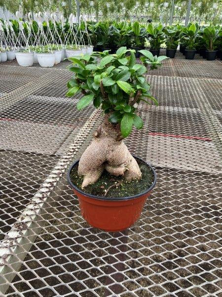 ficus ginseng bonsai tree Ficus Ginseng Bonsai – Estrela Plants & Decor