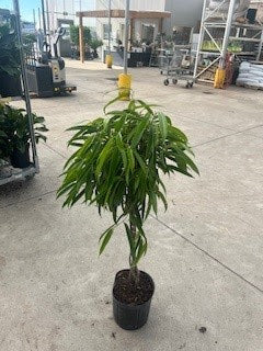Ficus Alii Standard