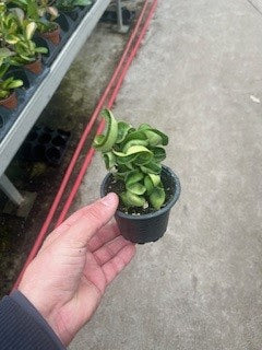8" Hoya Hindu Rope