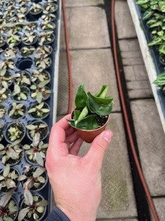 8" Hoya Hindu Rope