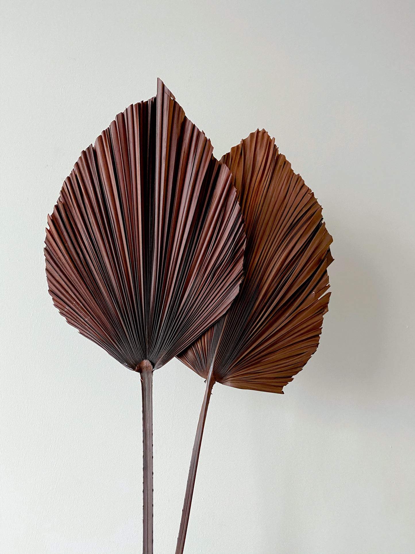 Dried Anahaw Leaves | Dried Palm Leaves
