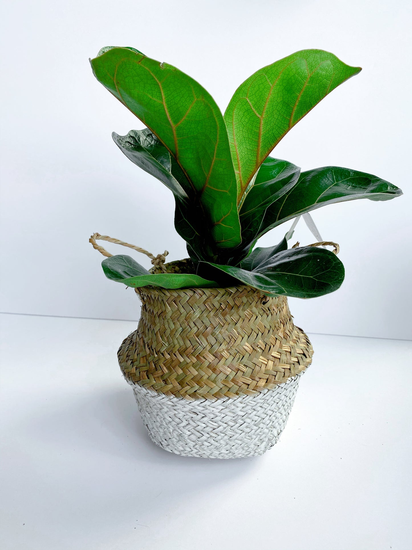 Ficus Lyrata: Fiddle Leaf Fig Bush
