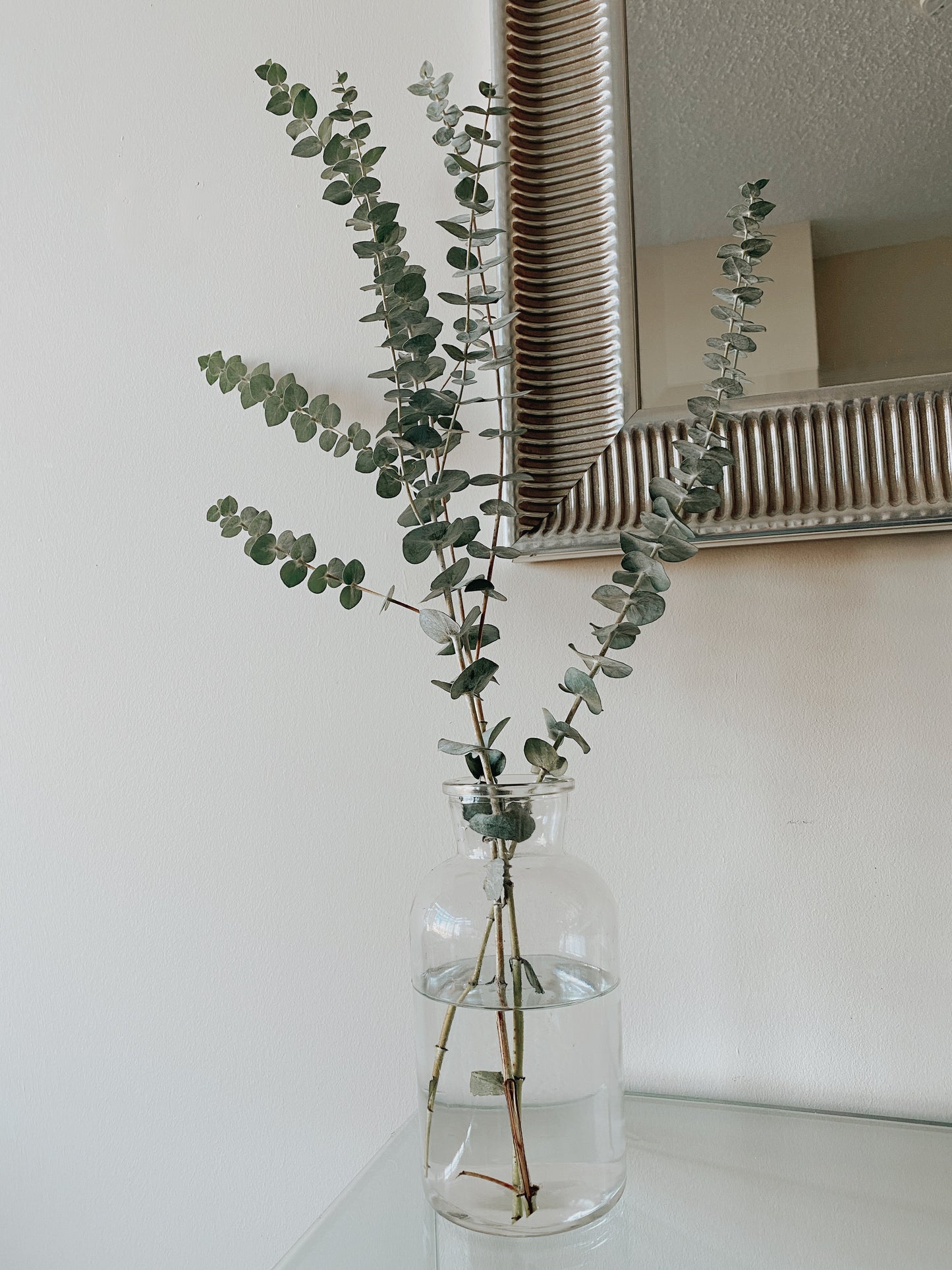 Fresh Eucalyptus