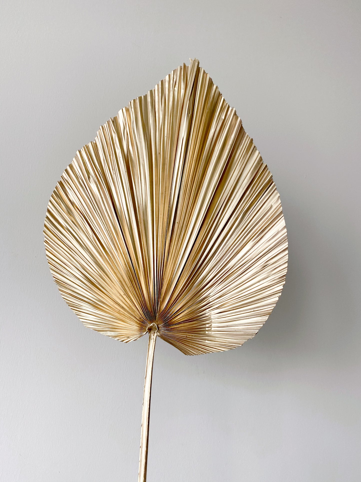 Dried Anahaw Leaves | Dried Palm Leaves