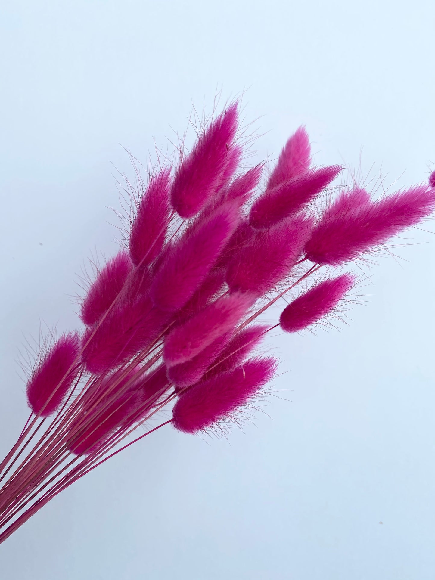 Dried Bunny Tails | Dried Lagurus