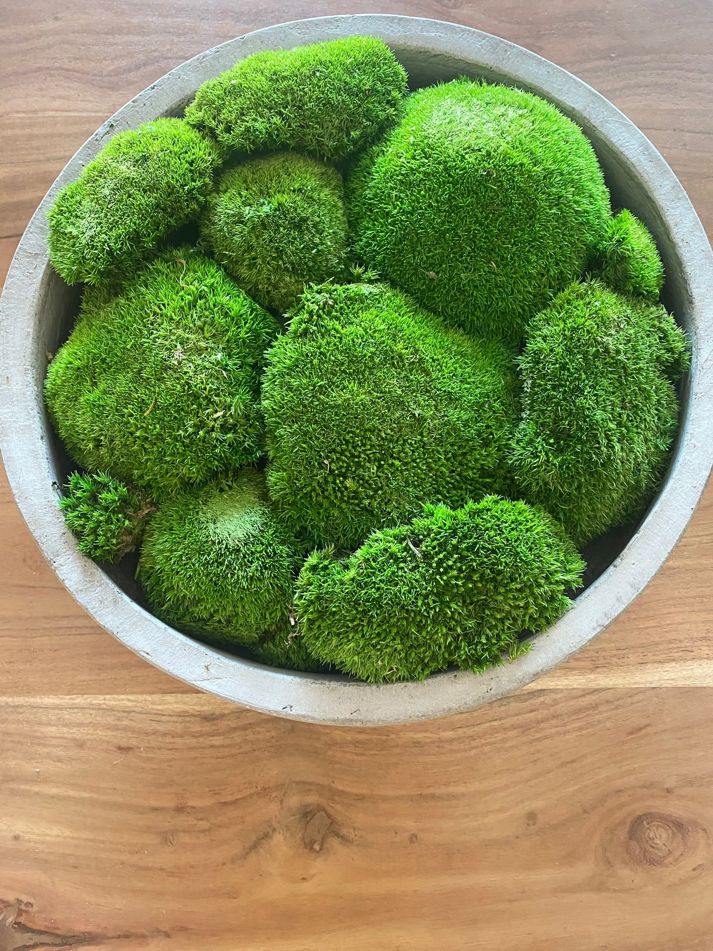 Preserved Moss in Concrete Bowl | Moss Bowl Centrepiece