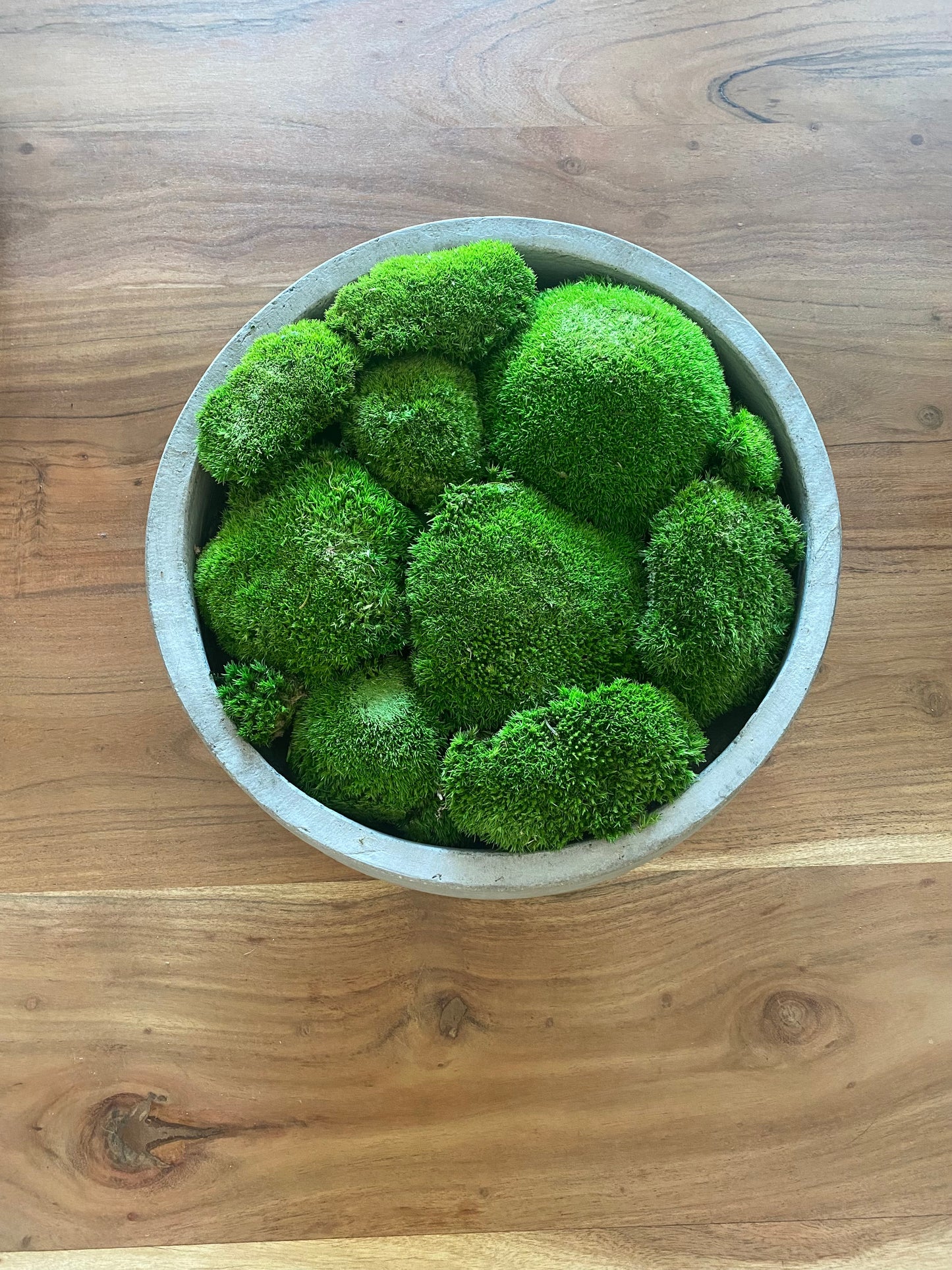 Preserved Moss in Concrete Bowl | Moss Bowl Centrepiece