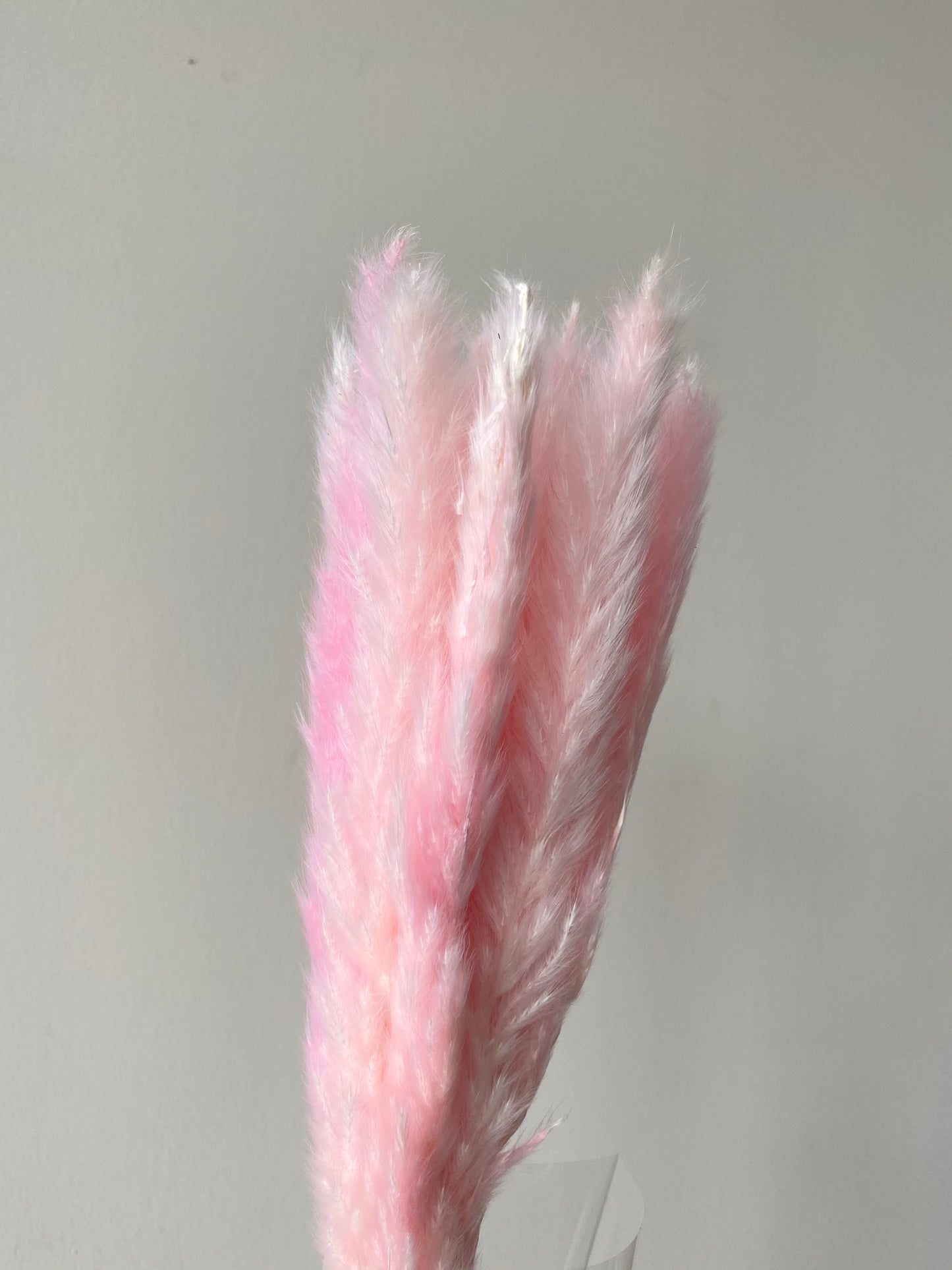 Mini Pampas Tails - 12 Stem Bundle