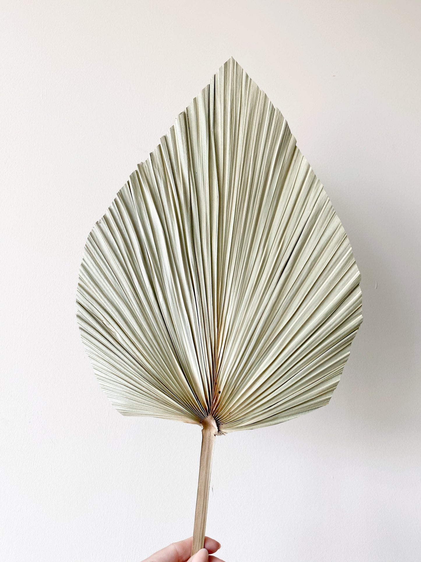 Dried Anahaw Leaves | Dried Palm Leaves