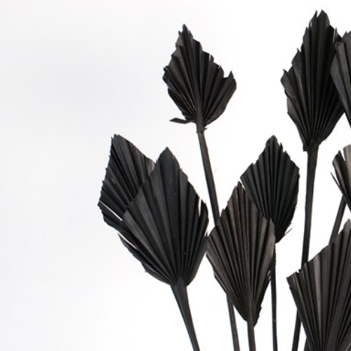 Small Dried Palm Spears