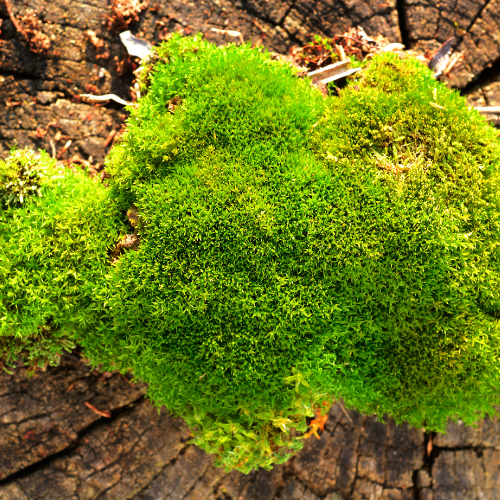 Preserved Moss in Concrete Bowl | Moss Bowl Centrepiece