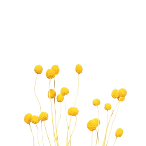 Preserved Billy Buttons | Craspedia