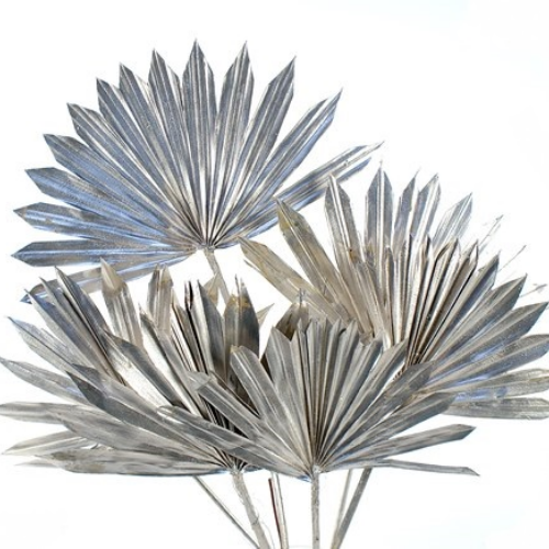 Dried Palm Sun Leaves