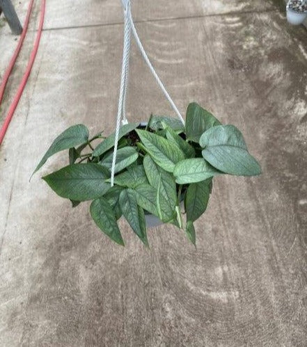 Pothos Cebu Blue 'Epipremnum Pinnatum'