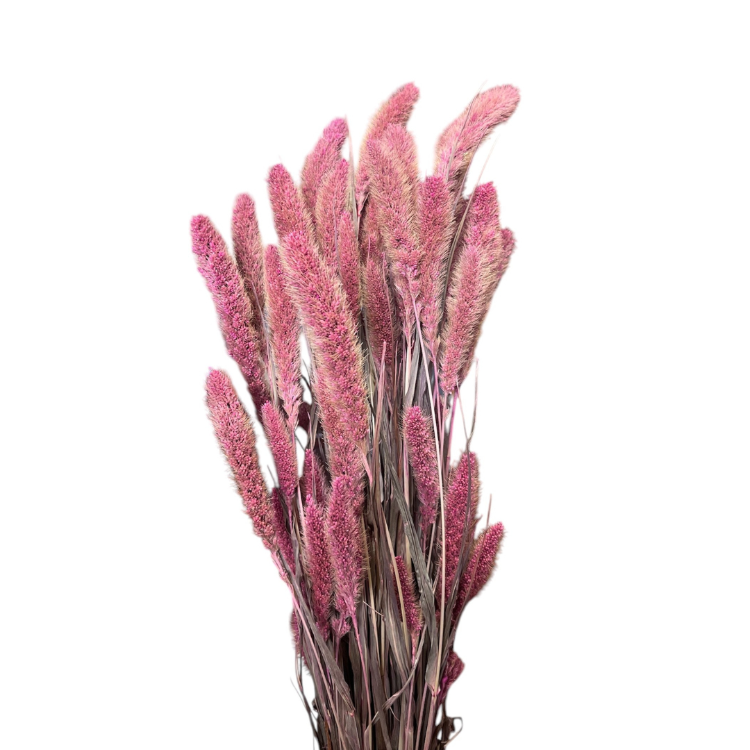 Pink Dried Setaria