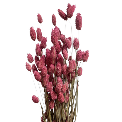 Pink Dried Phalaris