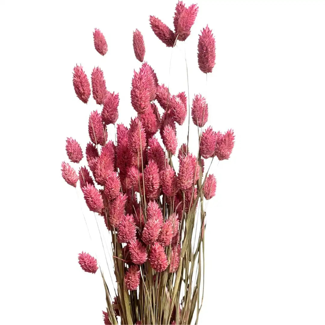 Dried Phalaris
