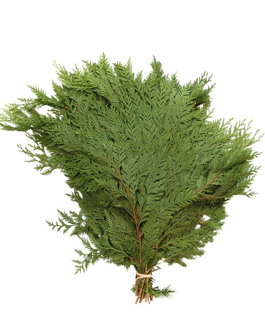 BC CEDAR