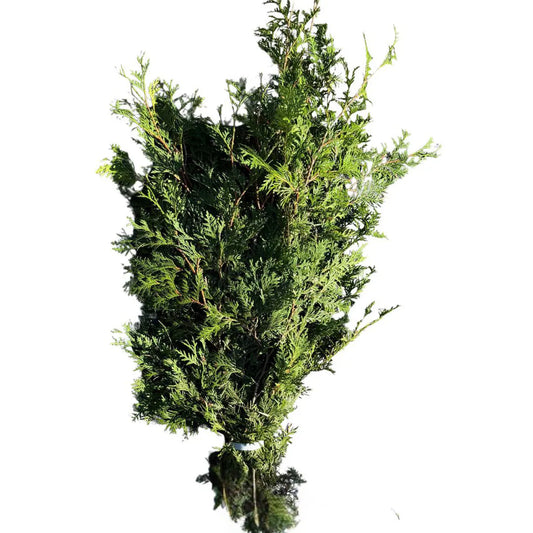 SMALL ONTARIO CEDAR