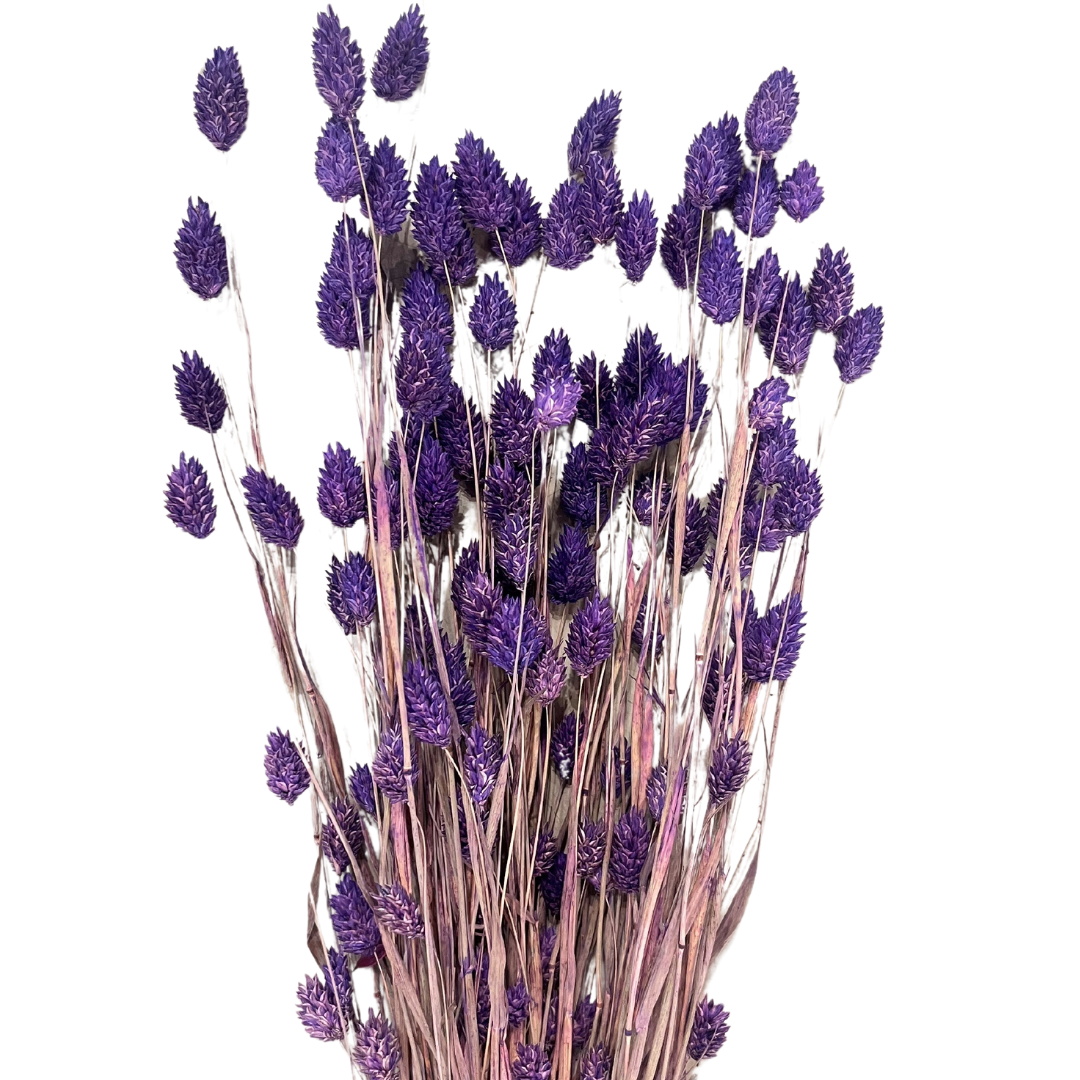 Dried Phalaris