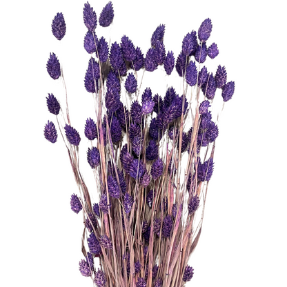 Dried Phalaris